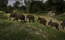Pemkab OKU Selatan Dukung Upaya Pelestarian Gajah Liar<