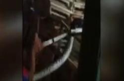 Video Penangkapan Ular Piton Sepanjang 4 Meter di Gudang Mebel Jepara