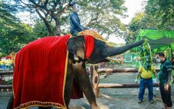 Wali Kota Eri Cahyadi Jadi Bapak Asuh Gajah dan Komodo KBS, Armuji Jalak Bali 