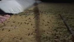 Ribuan Tikus Serang Kota, Gigit Pasien Rumah Sakit