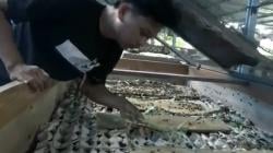 Budi Daya Jangkrik,  Pemuda Ini Jadi Jutawan