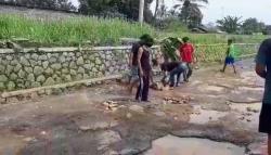Warga Kesal, Jalan Rusak di Purwakarta Ditanami Pohon Pisang dan Singkong <