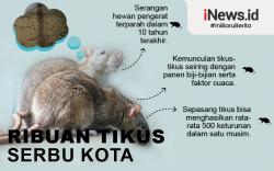 Infografis Ribuan Tikus Serbu Kota, Bikin Tanah Berguncang