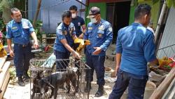 Anak 8 Tahun Diserang Anjing Tetangga saat Bermain, Tangan dan Pantat Luka Digigit