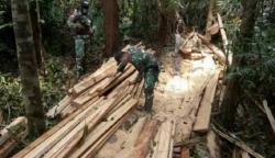 Patroli di Perbatasan RI-Malaysia, Satgas TNI Temukan Puluhan Batang Kayu Ilegal