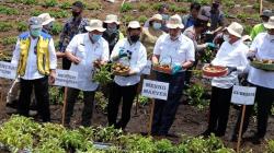 Menko Luhut Panen Kentang di Food Estate Desa Ria-Ria Sumatera Utara