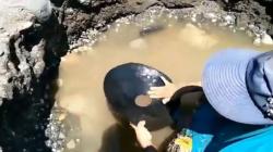 4 Fakta Warga Malteng Berbondong-Bondong Mendulang Emas di Pantai Pohon Batu