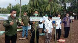 Tingkatkan Potensi Daerah, Bupati Gorontalo dan MNC Group Tanam Bawang Putih Bersama