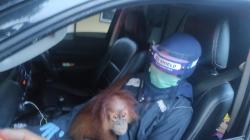 Sempat Dilempari, Petugas BBKSDA Berhasil Evakuasi Orang Utan dan 3 Burung Langka<