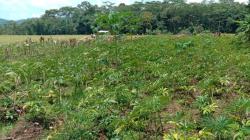 Prospek Menjanjikan, Warga Kadirejo Semarang Lirik Budi Daya Tanaman Porang 