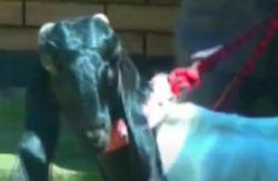 Menikmati Wisata Edukasi Perah Susu Kambing Etawa