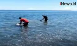 Video Warga Berburu Emas di Pantai Pohon Batu Maluku Tengah