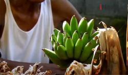 Video Viral Pisang Tumbuh ke Atas di Gunungkidul