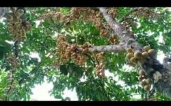 Warga OKU Selatan Panen Raya Buah Duku<