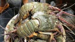 Jadi Pusat Budi Daya Lobster, NTB Siapkan Lahan 2 Hektare di Lombok Timur