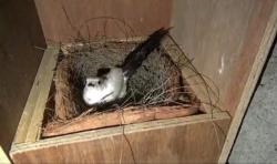 Sukses Tangkarkan Murai Albino, Pemuda di Gresik Ini Untung Ratusan Juta 