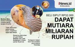 Infografis Beli Siput Rp32.000 Malah Dapat Mutiara Bernilai Miliaran Rupiah
