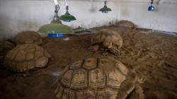 Melihat Penangkaran Kura-Kura Afrika di Palembang<