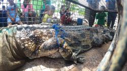 Momen Buaya Senyulong Dilepas ke Sungai Benu Banyuasin