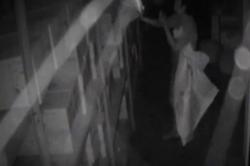 Video Viral Aksi Pembobolan Toko di Malang 