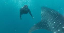 Menjelajahi Bone Bolango, Asyik Berenang Bersama Hiu Paus di Dekat Pantai