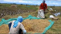  Harga Gabah Anjlok saat Panen Raya, Petani Brebes Menjerit