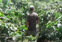 Mencicipi Kopi Khas Sipirok Nikmat Aromanya dan Tanpa Ampas