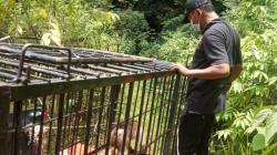 Beruk yang Masuk Kamar Mandi Asrama Putri di Agam Dilepasliarkan