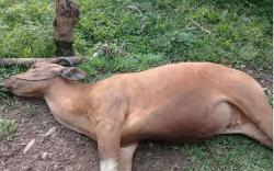 Terjangkit Virus Jembrana, Puluhan Ekor Sapi di Palembang Mati<