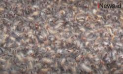 Video Ribuan Ulat Bulu Serang Pemukiman Warga di Kudus