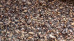 Bikin Merinding, Ribuan Ulat Bulu Serbu Permukiman Warga di Kuningan