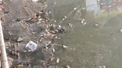 Ribuan Ikan Mati Mendadak di Kali Ancol, Warga Terganggu Bau Busuk 