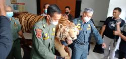 Polda Jambi Tangkap 3 Penjual Offset Harimau dan Sepasang Gading Gajah Sumatera
