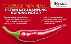 Infografis Cabai Mahal, Petani Satu Kampung Borong Motor