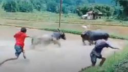 Detik-Detik Kerbau Tumbang Mati di Tempat saat Uji Nyali Adu Tanduk di Toraja