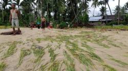 Sawah di Pasaman Rusak Diterjang Banjir, Petani Gagal Panen