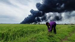 Nyali Tingkat Dewa, Rasdinah Nyambit Rumput Dekat Kilang Balongan demi Ternak<