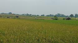Fasilitas Terbatas, Hasil Panen Petani Kecil Susut saat Panen Raya<
