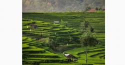 Indahnya Desa Wisata Bantaragung Majalengka, Punya Terasering yang Tak Kalah dengan Bali