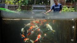 Budi Daya Ikan Koi, Santri Belajar Kembangkan Usaha Mandiri