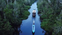 Wisata Susur Sungai Kalbar, Melihat Orangutan dan Bekantan di Habitat Asli