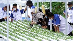 Pelatihan Budi Daya Tanaman Hidroponik