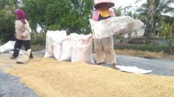 Bulog Serap 1,05 Juta Ton Gabah Petani hingga Mei 2024