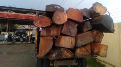 Beredar Video Illegal Logging di Pulau Karimunjawa, Warga Minta Kapolri Bertindak<