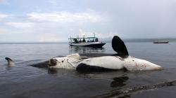 Paus Pembunuh Mati Terdampar di Pantai Bangsring Banyuwangi