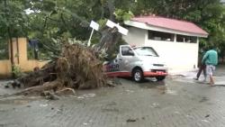 Hujan Deras dan Angin Kencang, 1 Mobil Transfusi Darah di Makassar Ringsek Tertimpa Pohon