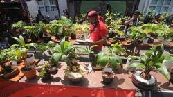 Kontes Bonsai Kelapa Tampilkan Tanaman Cantik dan Unik
