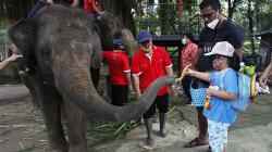 Serunya Memberi Makan Gajah Koleksi Solo Zoo