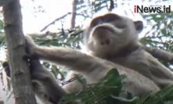 Video Kera Liar di Ponorogo Masuk Pemukiman Warga dan Pesantren
