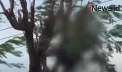 Video Pria Paruh Baya Tewas di atas Pohon saat Cari Pakan Ternak di Mojokerto